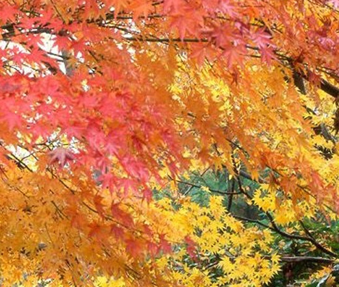 免费洗车怎么赚钱案例