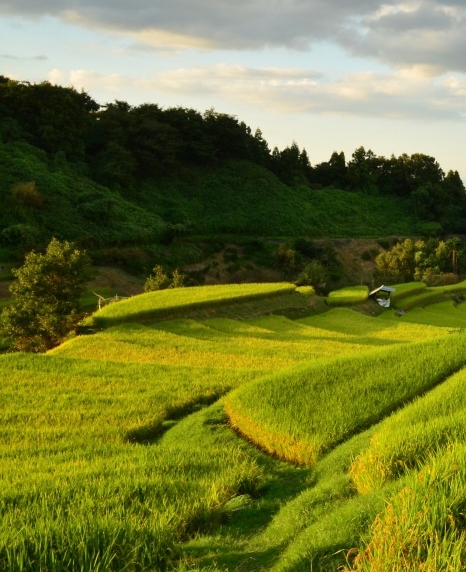 林园符合赚钱机器的20只股票