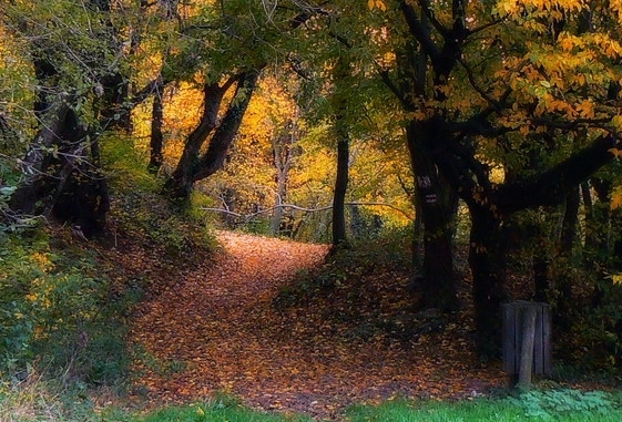 刷梦幻世界项目赚钱吗