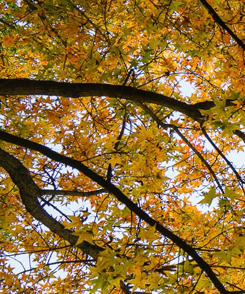 目前有哪个好项目致富