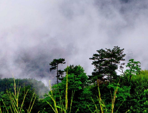 虚拟动物赚钱的案例