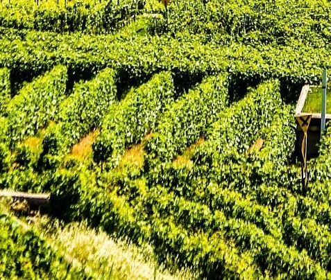 赚钱稳当的小项目推荐