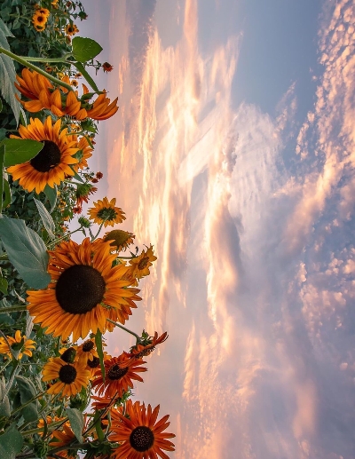 学生在学校赚钱小项目