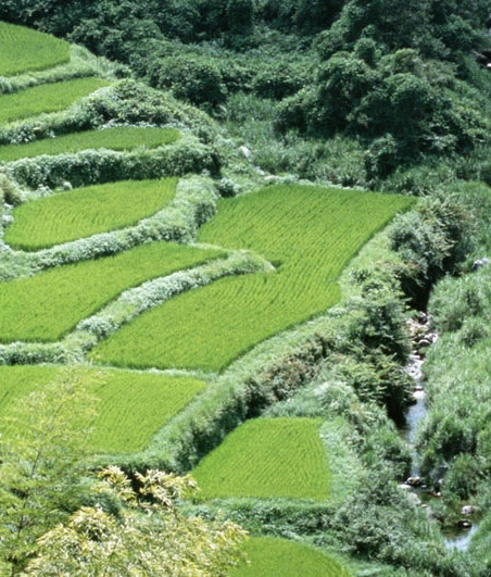 网上小视频怎么挣钱