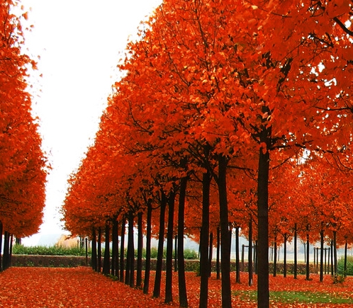 抖音里赚钱项目是真是假