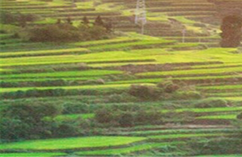 大米配送创业案例