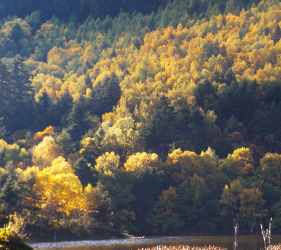 农村搞什么副业最赚钱