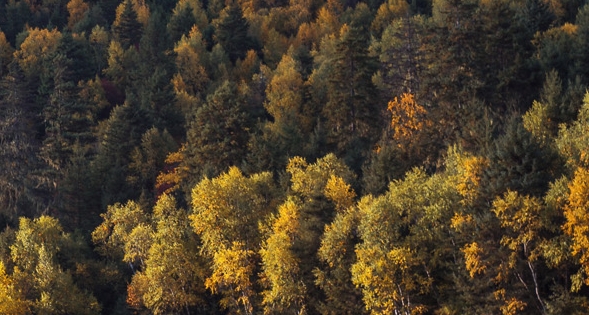 公交车是怎么赚钱的