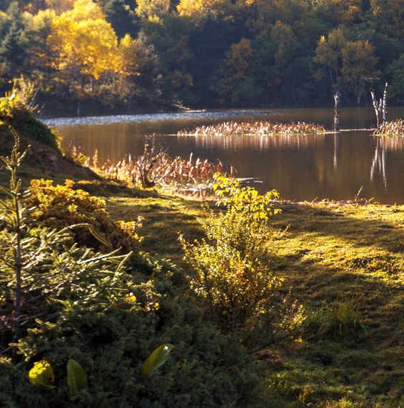 2022支付宝赚钱项目