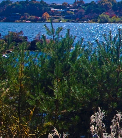 在农村搞什么种植业赚钱