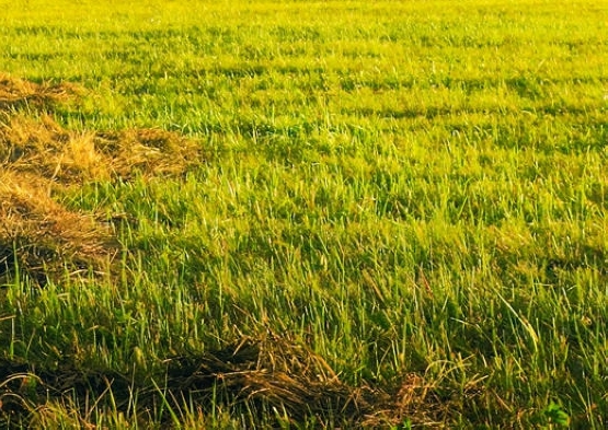 科技公司靠专利赚钱