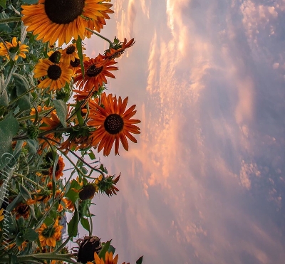 低成本电影的成功