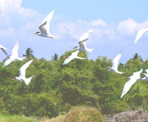 文科数学老师能教理科数学吗