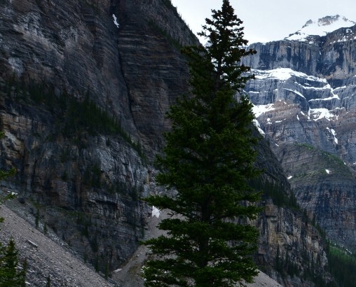 宠物项目怎么找狗资源赚钱