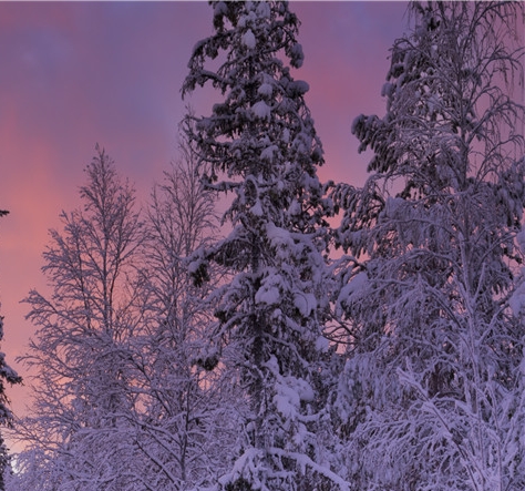 快速见效赚钱项目园林