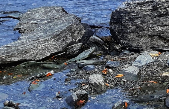 最新养鸡赚钱新方法