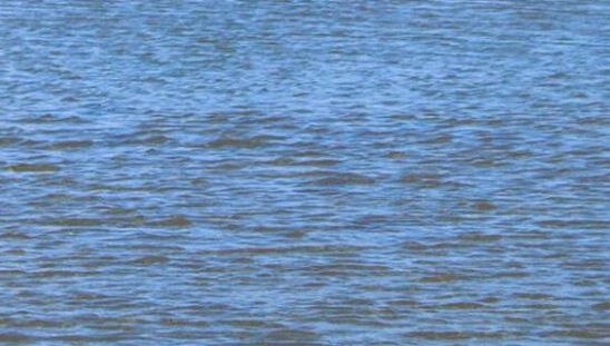 行家心得多少钱一单