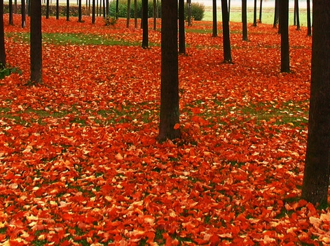 人文性工具性的案例