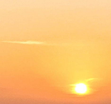 动物救援赚钱案例分享