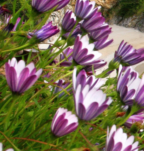 精选速购如何卖东西