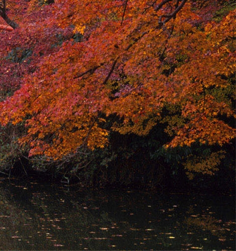 拍客赚钱项目文案模板