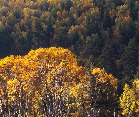 有什么小项目居家创业赚钱