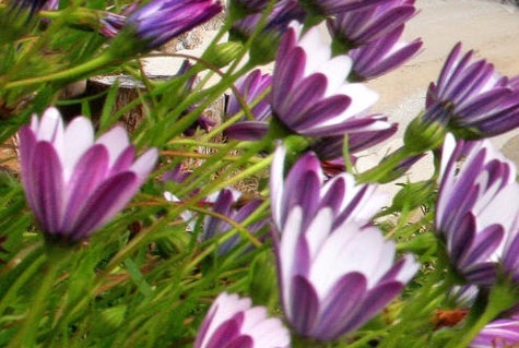 在莆田适合做什么工作