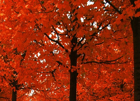 玩网彩赚钱的案例