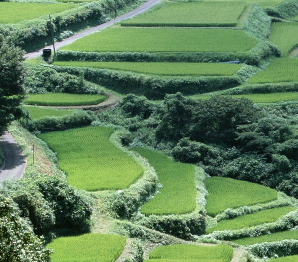 滕州什么项目最赚钱