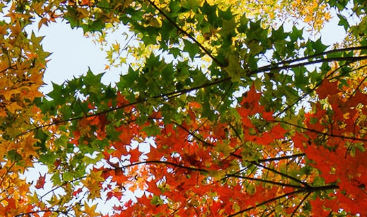 赚钱的小项目,投资小,利润大