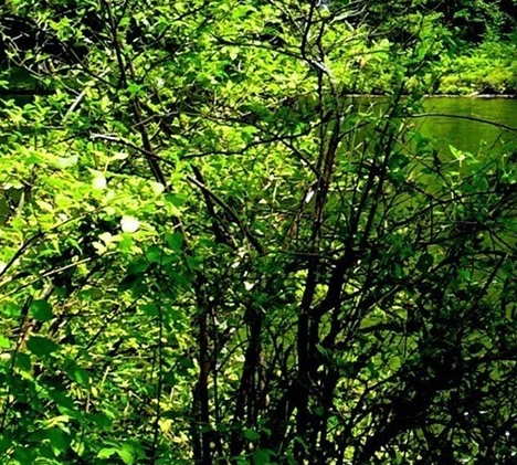 抖音赚钱新模式案例分析