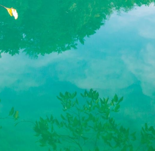 靠猫咪赚钱的方法