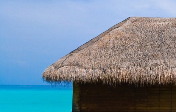 农村养猪申请书怎么写