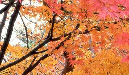 赚赚乐园红包版