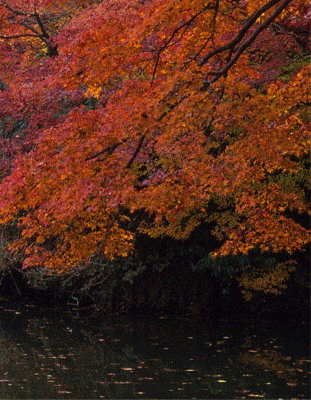 每天能小赚100的副业
