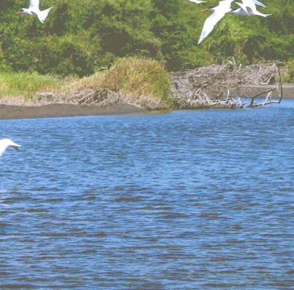 国企海外赚钱案例